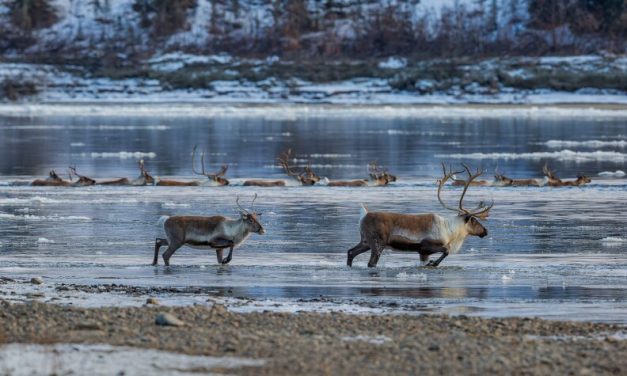 Advocates push for stronger measures to stop the Western Arctic Caribou Herd’s decline