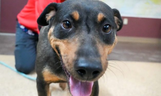 5 rescued typhoon dogs at Mat-Su shelter could be available for adoption soon