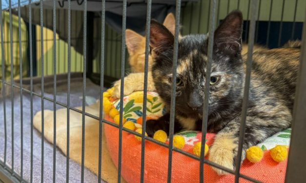 Mat-Su Assembly approves animal control takeover, tax shift for city residents