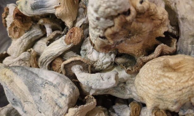 Psychedelic medicine task force recommends ways to make future care in Alaska accessible